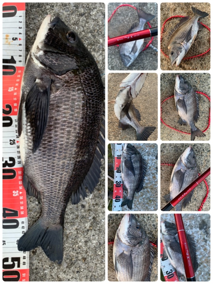 黒鯛落とし込み ハイシーズン突入でキビラ祭りを釣り分けで回避 ヘチ釣りに目印に前打ちへガンガンいきましょう ローレルの黒鯛落としこみ釣りハマってます