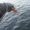 【初心者入門２】黒鯛ヘチ釣りをガチでやりたい人のタックル選び、仕掛けと餌と釣り方